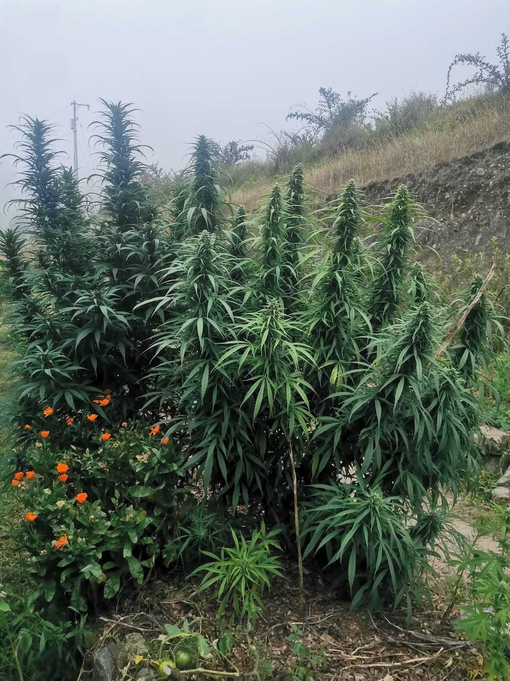 Cultivo SOMA