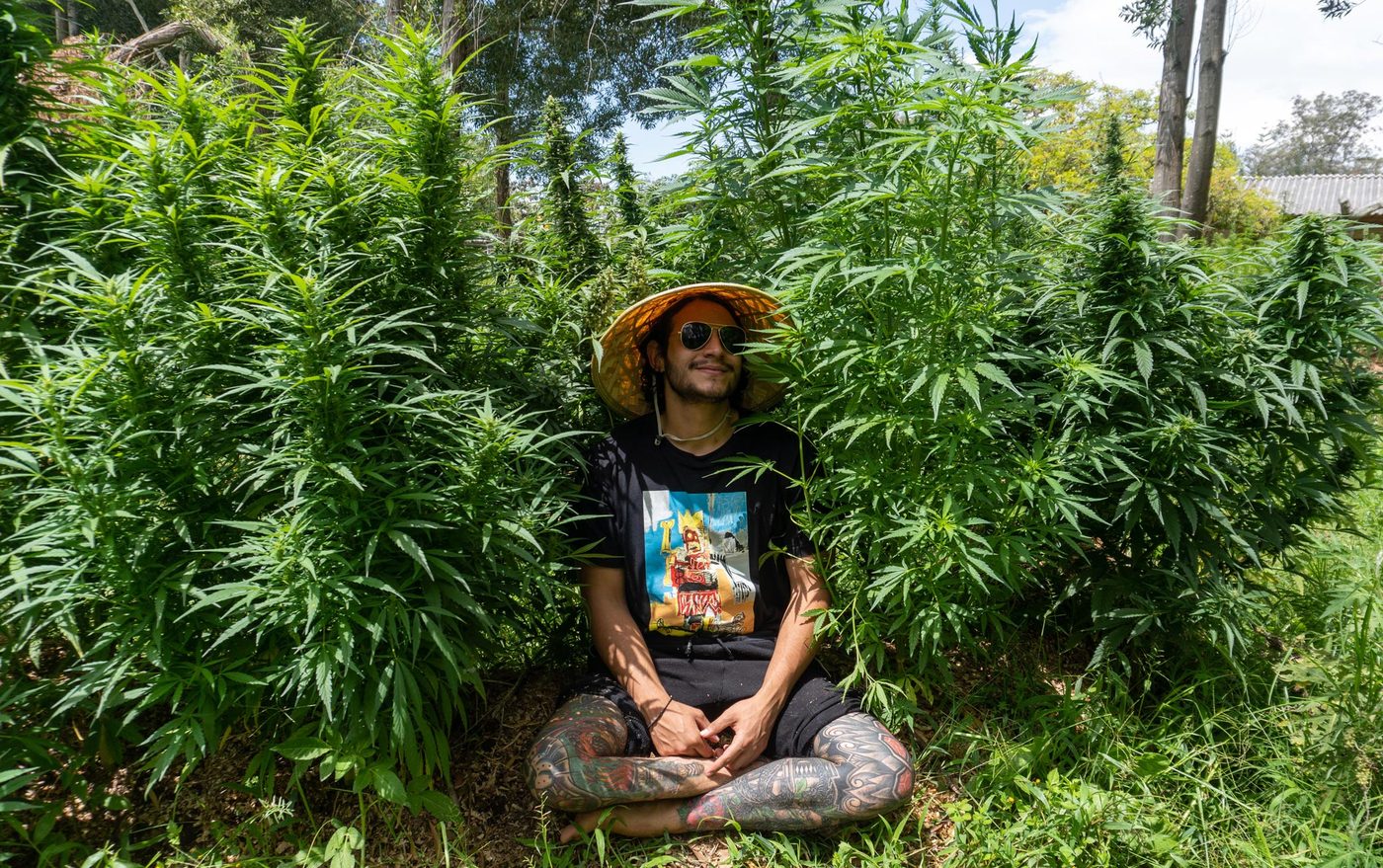Cultivo SOMA