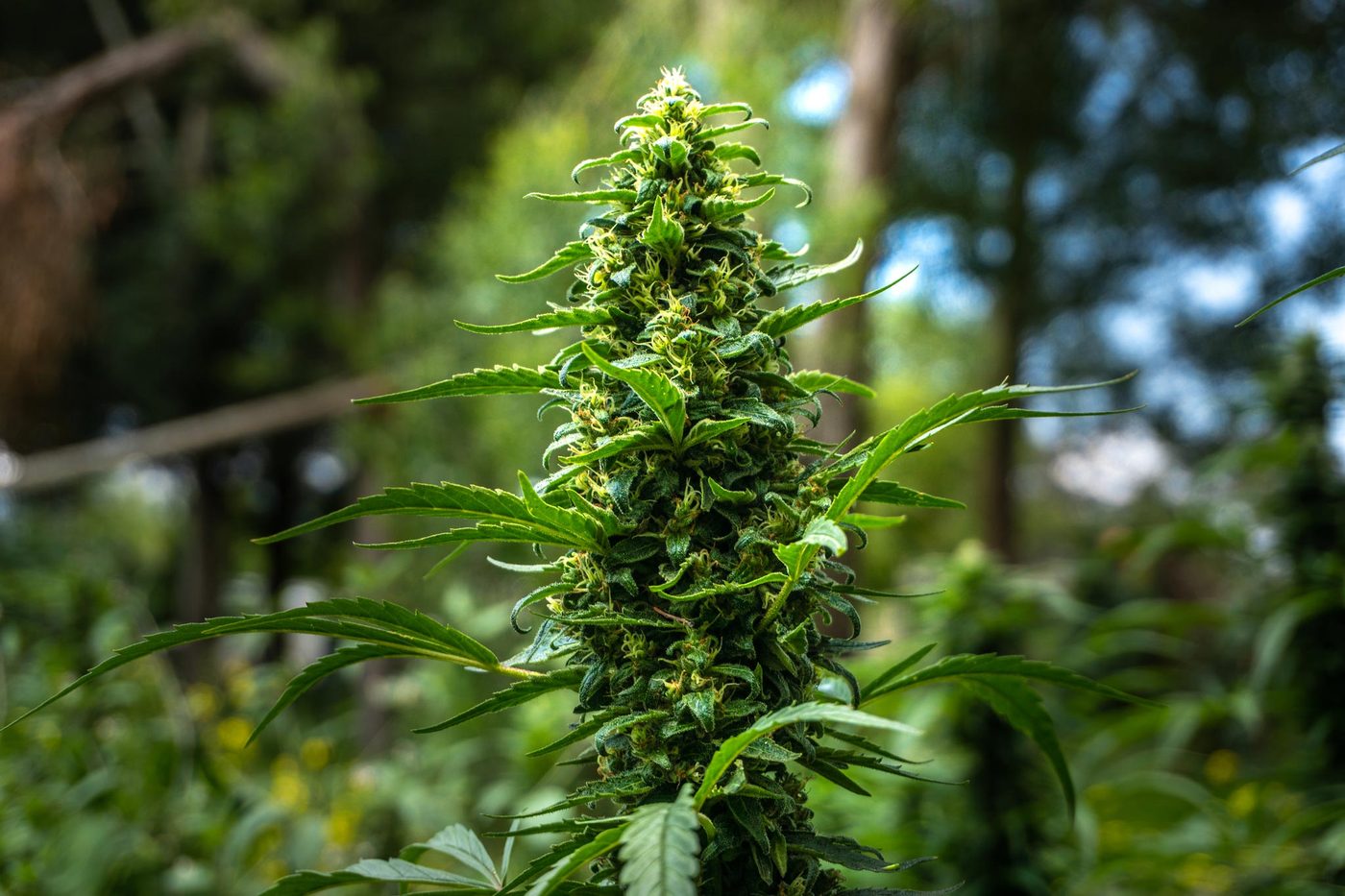 Cannabis medicinal